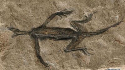 Yaklaşık 100 yıl önce İtalyan Alpleri’nde bulunan ödüllü fosilde sahtecilik