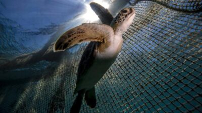 Afrika'nın Hint Okyanusu'ndaki Zanzibar'ın Pemba adasında deniz kaplumbağası eti yiyen