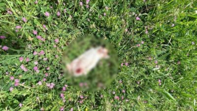 Bursa'nın İnegöl ilçesinde hayvansever Filiz Akın Karabulut'un girişimiyle kurulan kedi