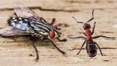 Karınca ve karasinekten kurtulmanın yolları birçok insan tarafından merak ediliyor.