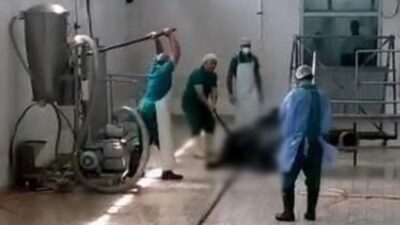 Bir et entegre tesisinde kesime hazırlanan büyükbaş hayvanın kesim görüntüleri