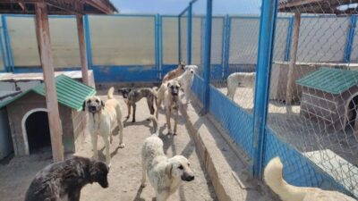 İletişim Başkanlığı, 'Halkın Nabzı'araştırmaları kapsamında gündemden düşmeyen başıboş sokak köpekleri