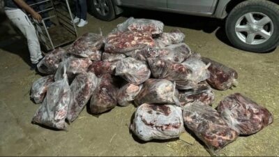 Jandarma ekipleri bir çiftlikte yaban domuzu kesildiği bilgisi üzerine harekete