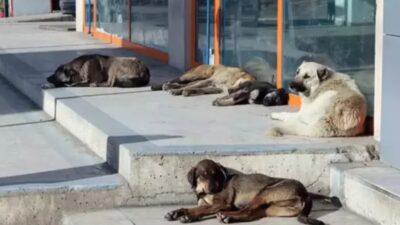 Türkiye'de hükümetin sokak hayvanları konusunda Hayvanları Koruma Kanunu'nda değişikliğe hazırlanması