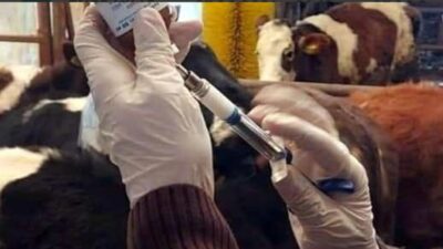 İzmir'in Seferihisar ilçesinde bulunan bir damda, 5 büyükbaşta şap hastalığı