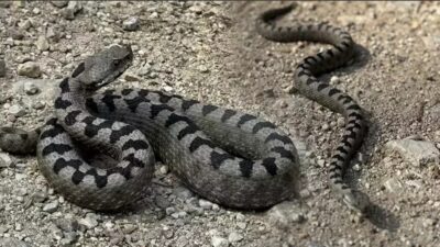 Bolu’da, dünyanın en zehirli yılan türleri arasında bulunan, nesli tehlike