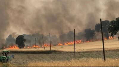 Uşak'taki Yenişehir köyünde hububat ekili bir tarlada henüz tespit edilemeyen
