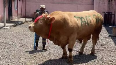 Kars'ın Kümbetli köyünde besicilik yapan Erol Çolak'ın yetiştirdiği 1 ton