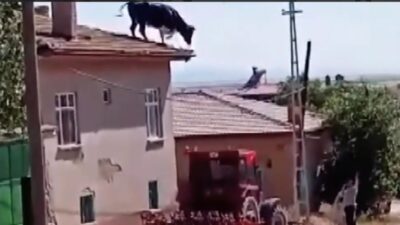 Konya'nın Kadınhanı ilçesinde sahiplerinin elinden kaçan kurbanlık boğa, önce ahırın