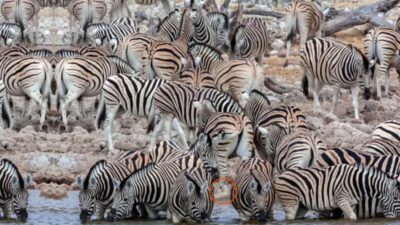 Zeka sınırlarını zorlayabilen optik illüzyon testleri, hem Türkiye'de hem de