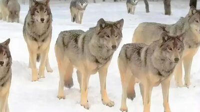 Zeka ve dikkat becerisi gerektirebilen bu optik illüzyon testi, çoğunlukta