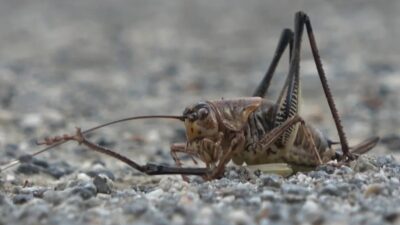 Muş'un yüksek yamaçlarında sürü halinde görülen çalı çekirgeleri, köy yolu