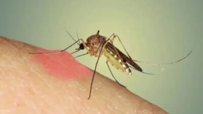 Prof. Dr. Serap Şimşek Yavuz, sivrisineklerden bulaşan virüslerin yol açtığı