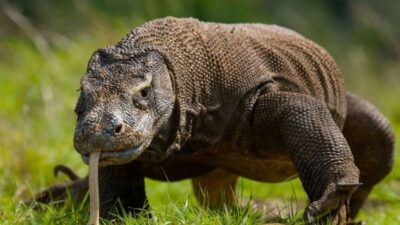 İngiltere'deki bilim insanları, dünyanın en büyük kertenkelesi olarak kabul edilen