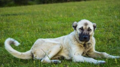Bursa Nilüfer'de tarla sulamaya giden Kutbeddin Güneş (54), tasmalı Kangal