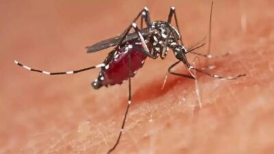 Sağlık Bakanlığı tarafından yapılan açıklamada, sivrisineklerin sokmasıyla bulaşan viral bir