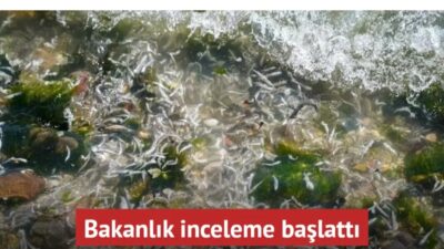 İzmir Körfezi'ndeki aşırı kirlilik ve balık ölümleriyle ilgili Çevre Şehircilik