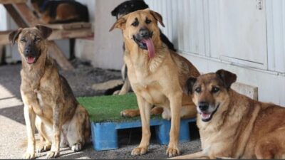 Hayvanseverlik adı altında STK'lar kurup bağış toplayan derneklerin para trafiğini
