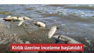 İzmir'de Gölcük Gölü'ndeki toplu balık ölümleriyle ilgili inceleme başlatıldı.