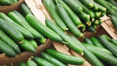 Salatalık buruşması istenmeyen durumlar arasında gösterilir. Ancak satın alınan bu