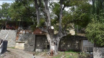 Gümüşhane'nin Torul ilçesinde "anıt ağaç" olarak 2022'de tescillenen ceviz ağacı,