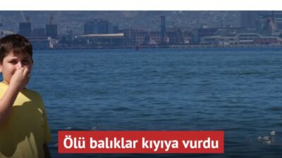 İzmir Körfezi'nde kirliliğin etkisiyle felaketin boyutu gün geçtikçe arttı. Karşıyaka