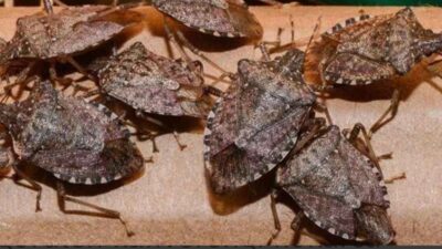 Samsun Terme İlçe Tarım ve Orman Müdürlüğü ekipleri, kahverengi kokarcaya