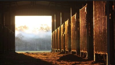 Yozgat'ta hayvancılıkla uğraşan Mehmet Polat, ineğinin doğurduğu buzağıyı görünce şaşırdı.
