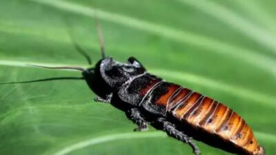 Konya Tropikal Kelebek Bahçesi'nde sergilenen Madagaskar hamam böcekleri "tıslayarak" ses