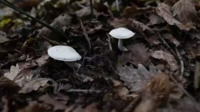 Kastamonu'nun İnebolu ilçesinde mantardan zehirlenen, aynı aileden 6 kişi hastaneye