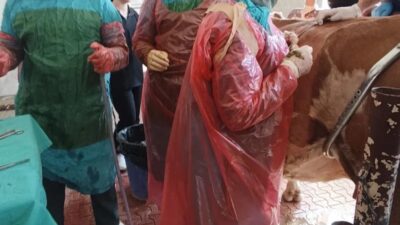 Van'da rahatsızlanan bir inek veteriner hekim tarafından muayene edildi. Muayenede