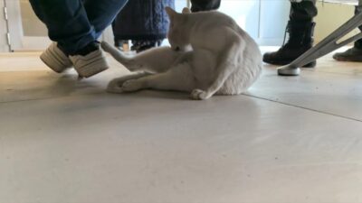 Bursa'nın İnegöl ilçesinde bacağı kırılan kedi, İnegöl Devlet Hastanesi Acil