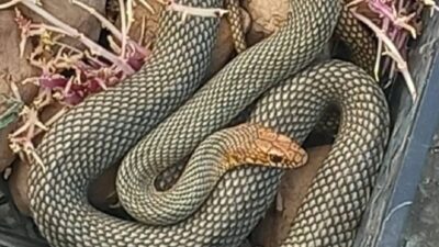 Hindistan’ın doğusundaki Bihar eyaletinde, okul yemeğinde ölü bir yılan bulunmasının