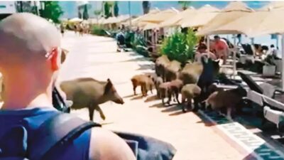 Yaban domuzları başta Kuşadası ve Marmaris olmak üzere kıyı Ege'nin