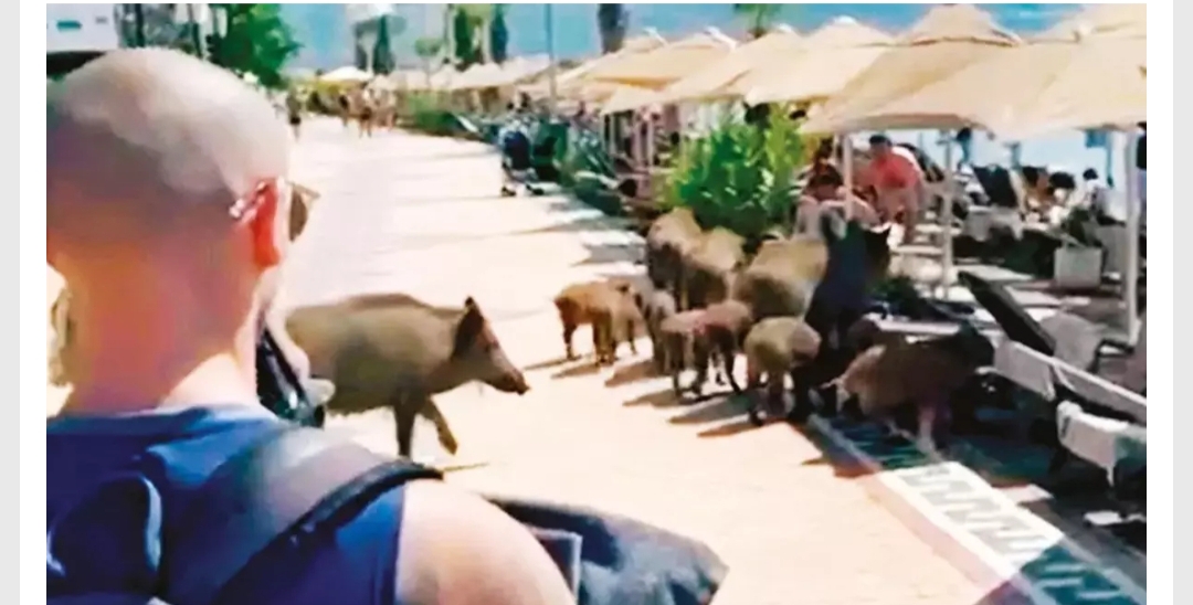 Yaban domuzları başta Kuşadası ve Marmaris olmak üzere kıyı Ege'nin