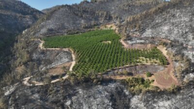 Bursa'nın Gürsu ilçesinde çıkan orman yangınında griye dönen alanda bir