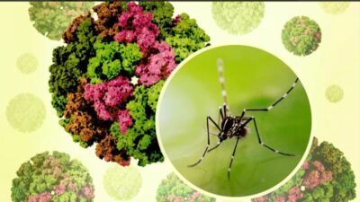 Çin’in Guangdong eyaletinde hızla yayılan chikungunya virüsü, 5 binden fazla