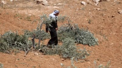 Filistin topraklarını gasbeden İsrailliler, işgal altındaki Batı Şeria'nın güneyindeki Mesafer