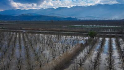 Coğrafi işaretli “Santa Maria” ve “Deveci” cinsi armutların yetiştirildiği Gürsu