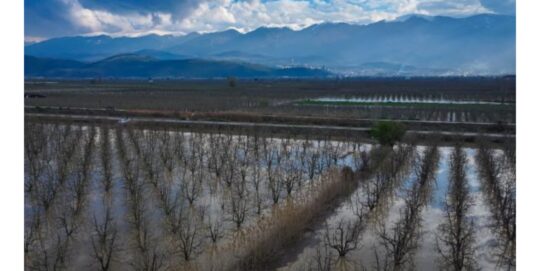 Coğrafi işaretli “Santa Maria” ve “Deveci” cinsi armutların yetiştirildiği Gürsu