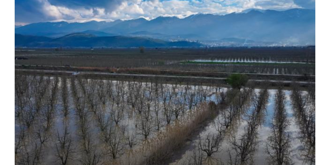 Coğrafi işaretli “Santa Maria” ve “Deveci” cinsi armutların yetiştirildiği Gürsu