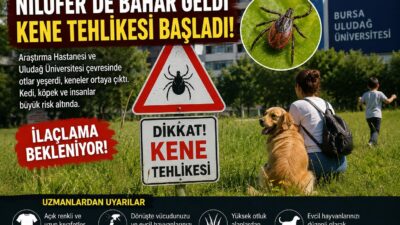 ​Bursa Nilüfer’de üniversite ve Görükle çevresinde artan kene vakaları vatandaşı