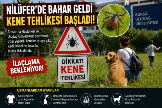 ​Bursa Nilüfer’de üniversite ve Görükle çevresinde artan kene vakaları vatandaşı