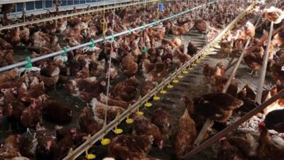 Tavuk eti sektöründe rekabeti engelledikleri ve haksız fiyat artışı yaptıkları