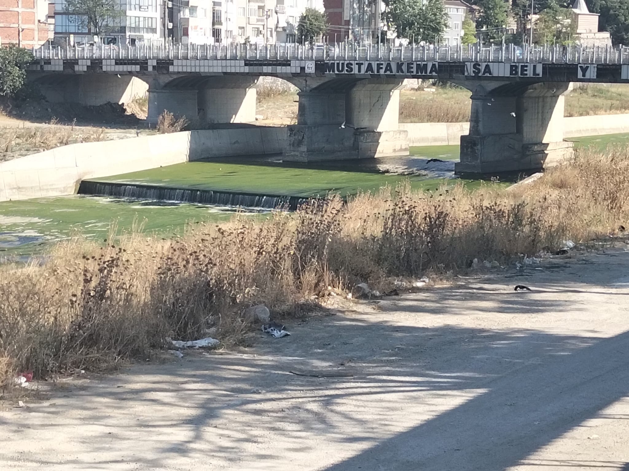 Mustafakemalpaşa ilçe merkezindeki dereyi kaplayan yoğun yosun tabakası ve bakımsız
