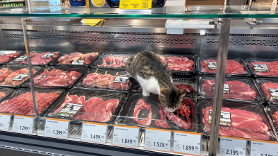 Bursa’nın Mudanya ilçesi Bademli Mahallesi’ndeki Migros mağazasında bir kedinin kasap